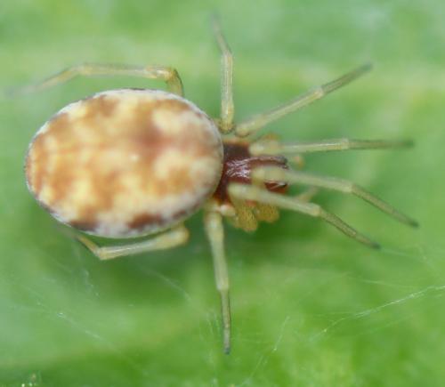 Nigma sp.
